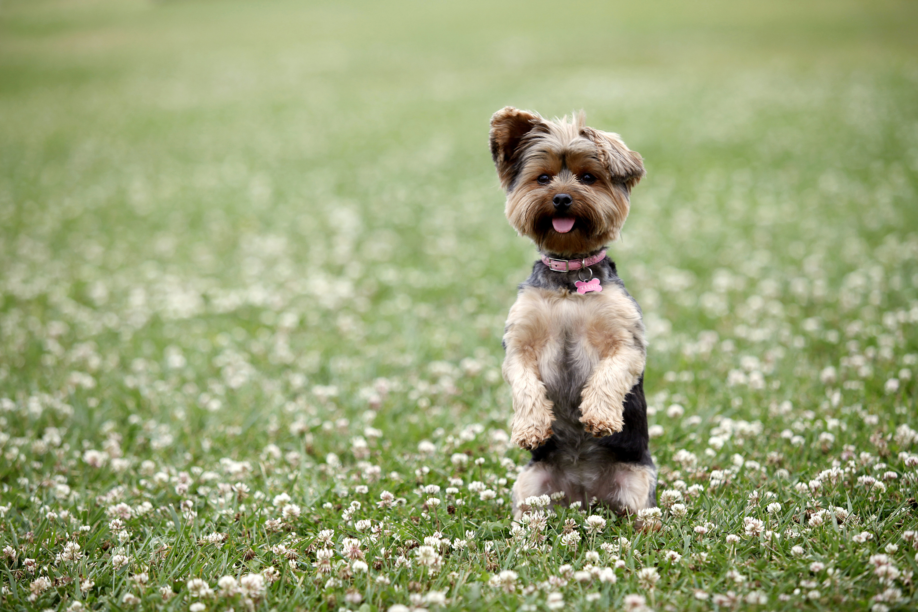 Die saisonale Atopie beim Hund kann viele Ursachen haben. Hunde können beispielsweise allergisch auf Blütenstaub, Gräser oder Pollen reagieren. Foto: Shutterstock
