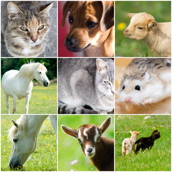 Montage mit verschiedenen Tieren. Fotolia.com / 28233945