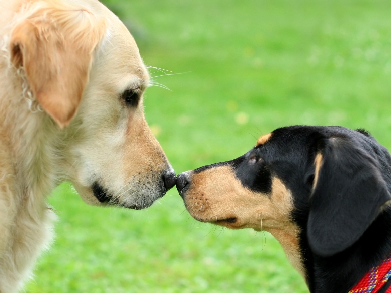 Wenn zwei sich mögen, könnte das schnell zu unerwünschtem Nachwuchs führen. PK-Photos/iStock/BfT (Foto nur in Verbindung mit dieser Meldung).